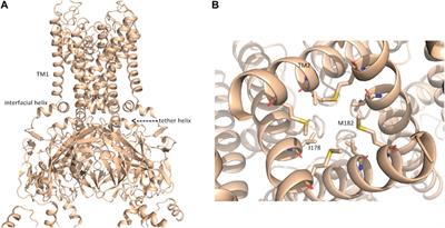 In silico models of the macromolecular NaV1.5-KIR2.1 complex